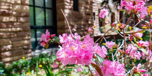 春天，新葡京博彩官网博尔德校区盛开着粉红色的花朵